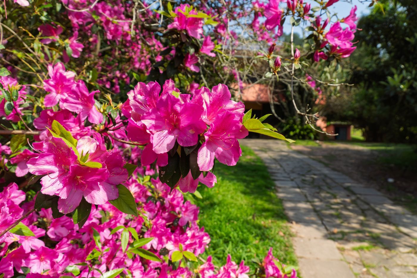 Azaleias em flor e o caminho de pedra