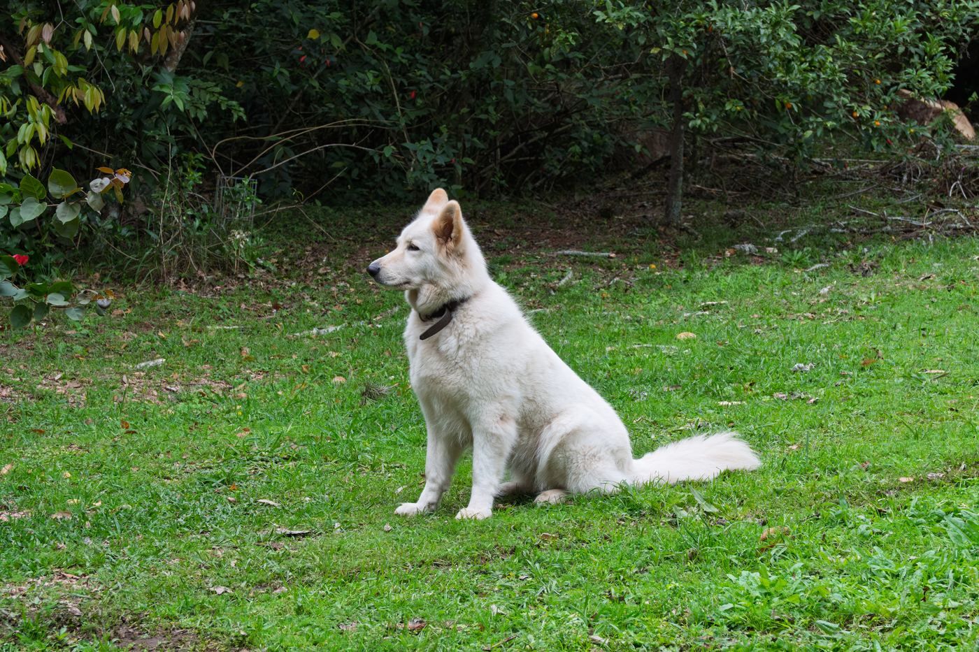 Cachorro branco sentado no gramado