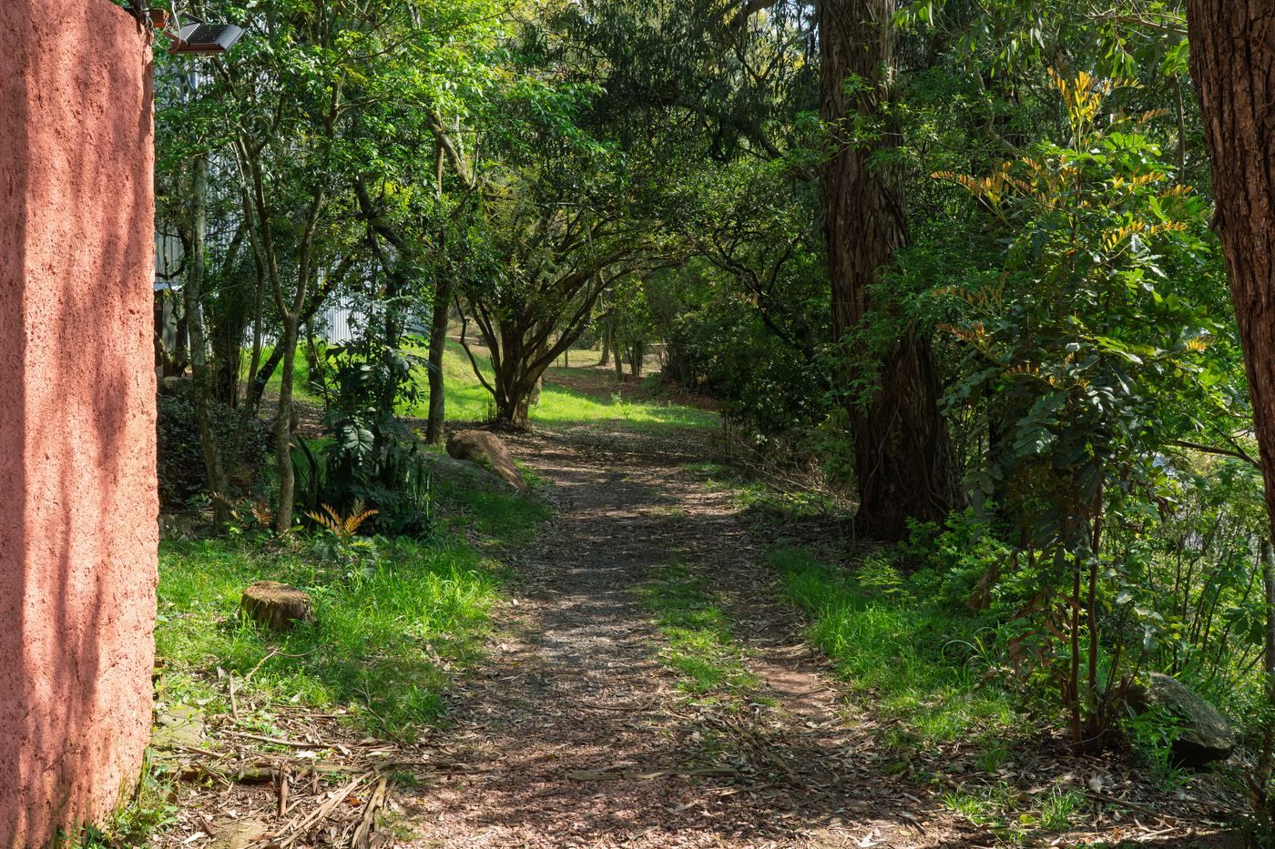 Caminho de terra entre as árvores